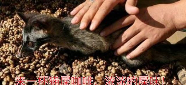 麻雀屎可以治疗什么疾病?具体怎样使用的图6