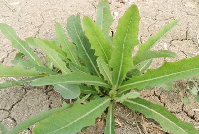 这是什么菜拍照识别(这道菜是怎么做的呢)图4