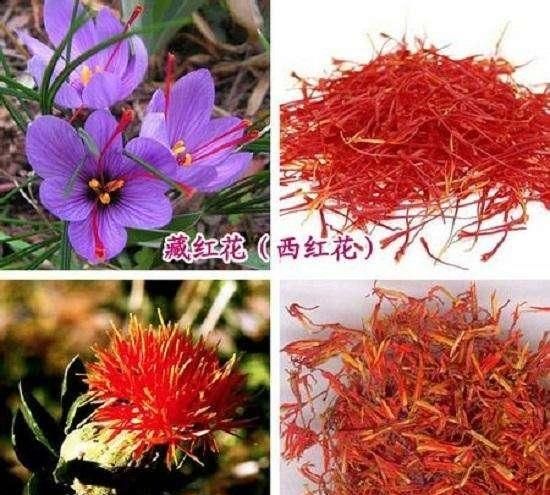 藏红花和红花的区别，平时能泡水喝吗？藏红花你想知道的6大问题