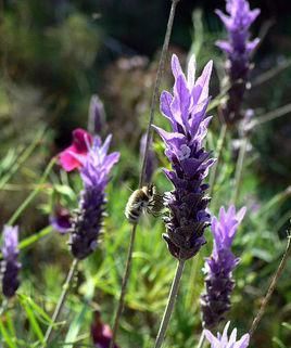 花茶小知识（四）——薰衣草茶