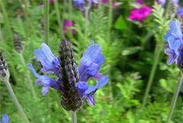 花茶小知识（四）——薰衣草茶