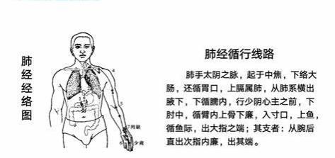 代表医学的水果，中国的杏文化和杏仁对人体的三个作用