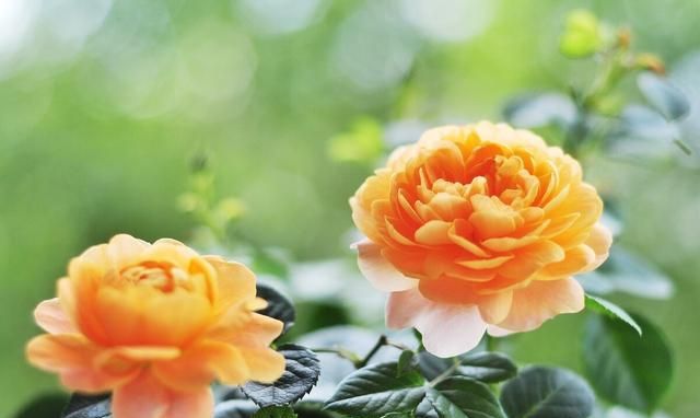 秋天的8种主打花，想让阳台“放光彩”，就养它们