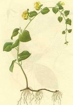 白话中药——金钱草