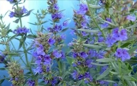 香芧草有什么作用,中药香草是什么植物