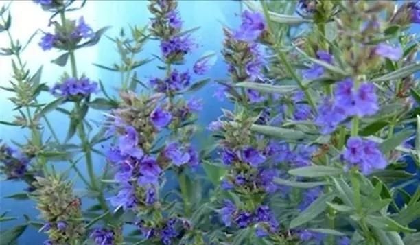 香芧草有什么作用,中药香草是什么植物图1