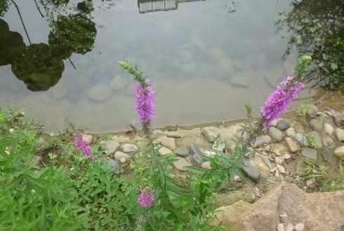 香芧草有什么作用,中药香草是什么植物图3