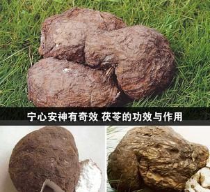 宁心安神有奇效 茯苓的功效与作用