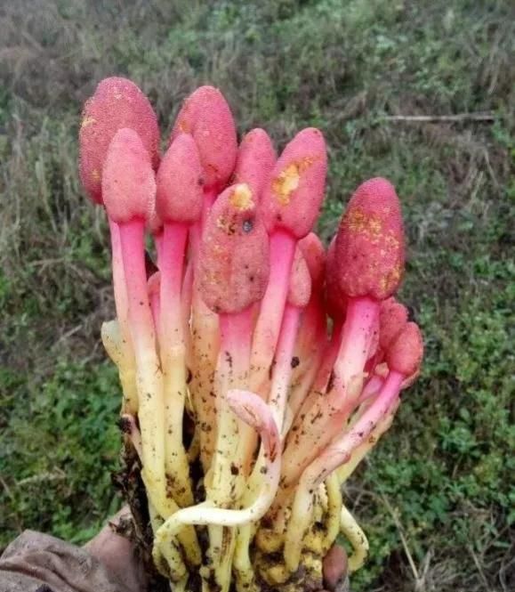 回春草对男性的功效图2