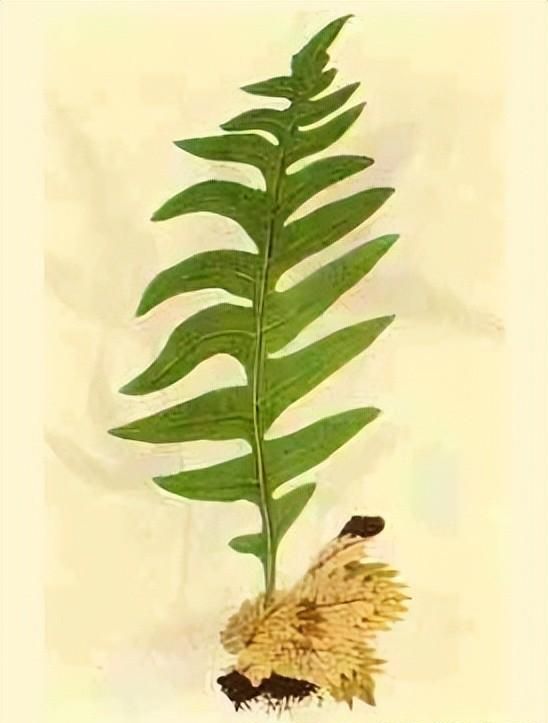 伤科要药——骨碎补
