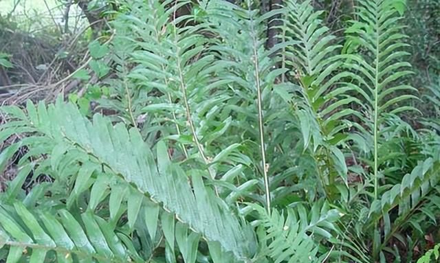 伤科要药——骨碎补
