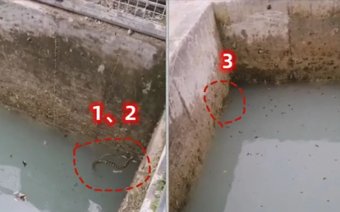虎斑颈槽蛇是有毒蛇还是无毒蛇