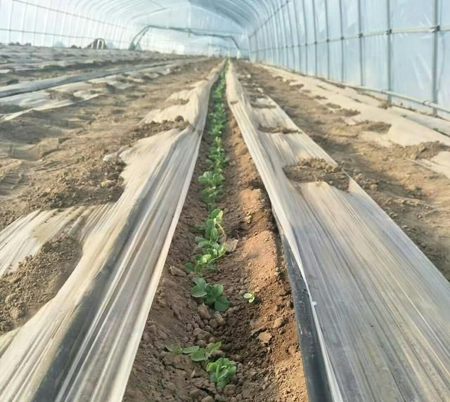 如何种植荷兰豆,如何大面积种植荷兰豆图4