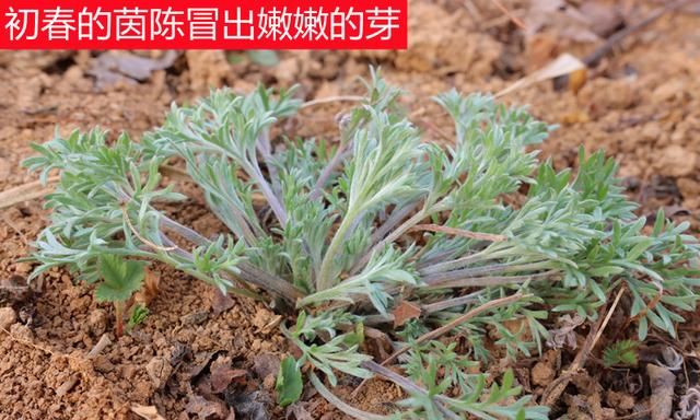 农村早春必吃野菜白蒿，拌点面粉蒸着吃好美味，别错过了季节