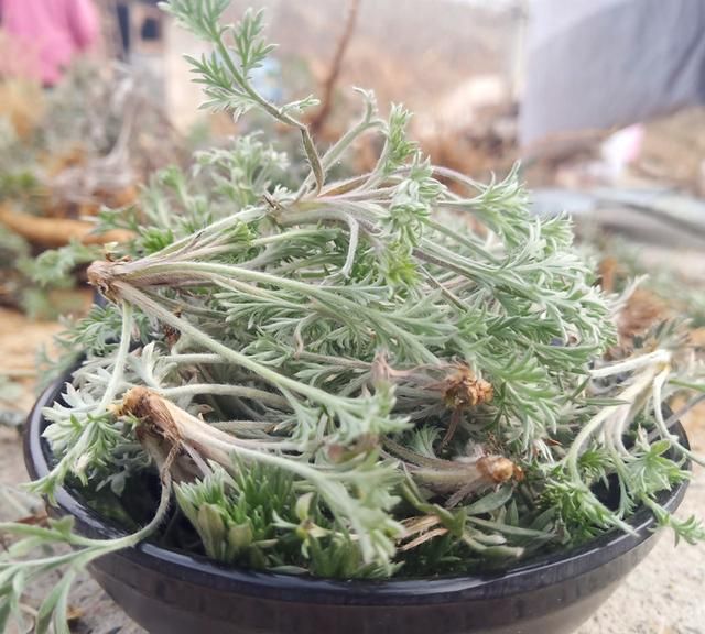 农村早春必吃野菜白蒿，拌点面粉蒸着吃好美味，别错过了季节