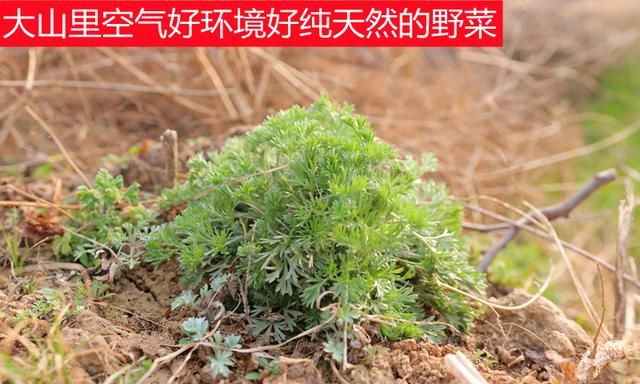 农村早春必吃野菜白蒿，拌点面粉蒸着吃好美味，别错过了季节