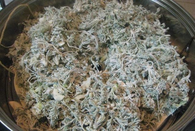 农村早春必吃野菜白蒿，拌点面粉蒸着吃好美味，别错过了季节