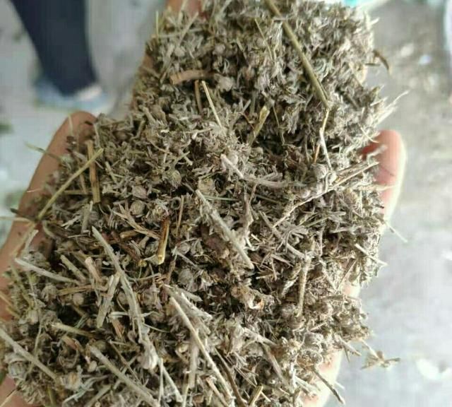 农村早春必吃野菜白蒿，拌点面粉蒸着吃好美味，别错过了季节