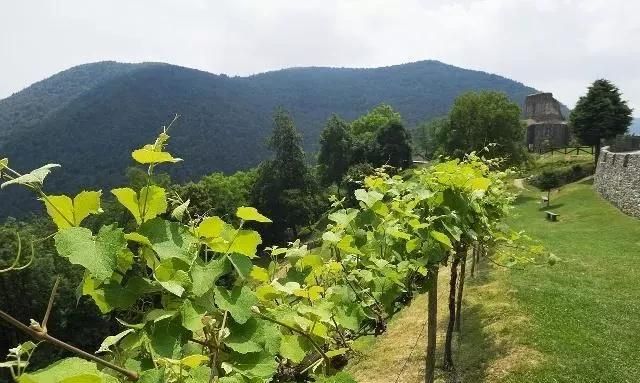 葡萄如何种植,葡萄树苗种植图3
