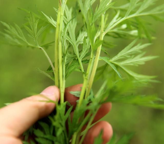 艾叶的功效和作用，你知道多少？