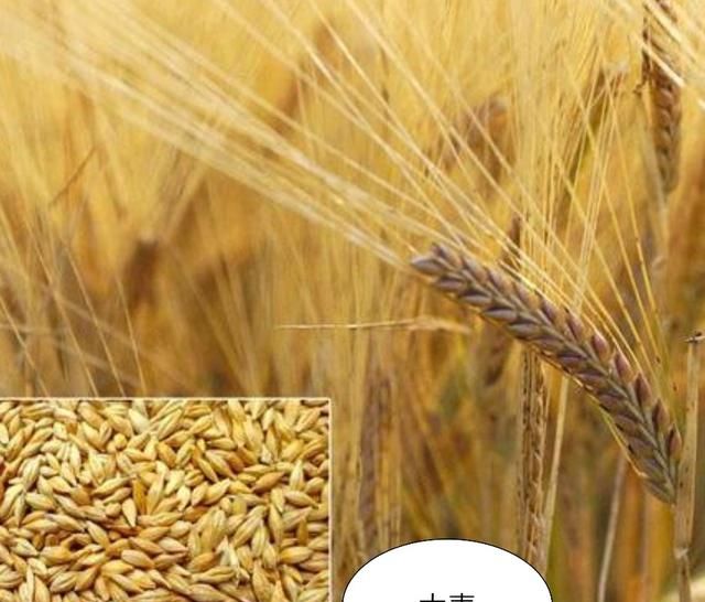 大麦和元麦有什么区别,大麦是燕麦吗图2