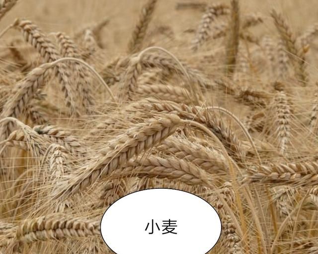 大麦和元麦有什么区别,大麦是燕麦吗图3