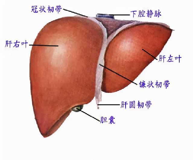 最全总结 | 肝脏的表面解剖及分叶分段，太赞了