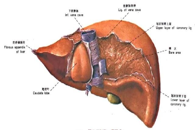 最全总结 | 肝脏的表面解剖及分叶分段，太赞了