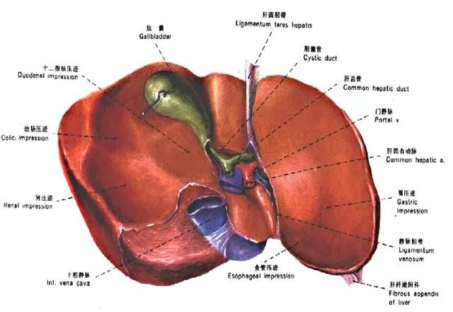 最全总结 | 肝脏的表面解剖及分叶分段，太赞了