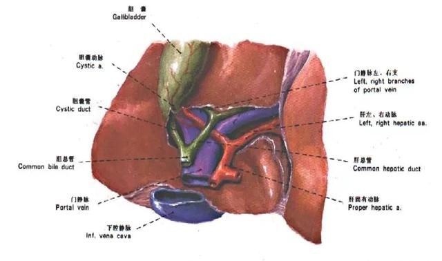 最全总结 | 肝脏的表面解剖及分叶分段，太赞了