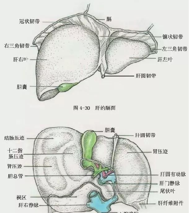 最全总结 | 肝脏的表面解剖及分叶分段，太赞了