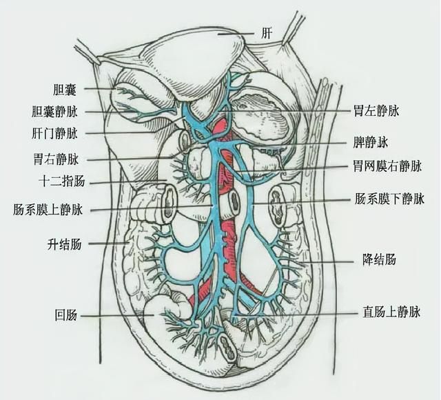 最全总结 | 肝脏的表面解剖及分叶分段，太赞了