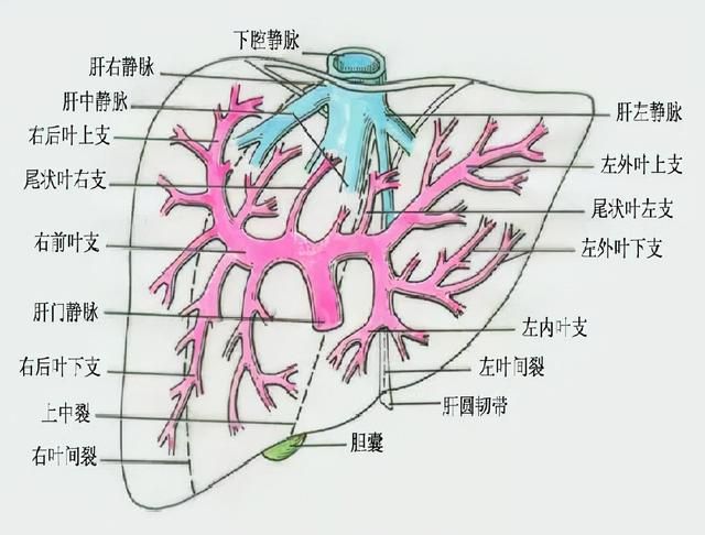 最全总结 | 肝脏的表面解剖及分叶分段，太赞了