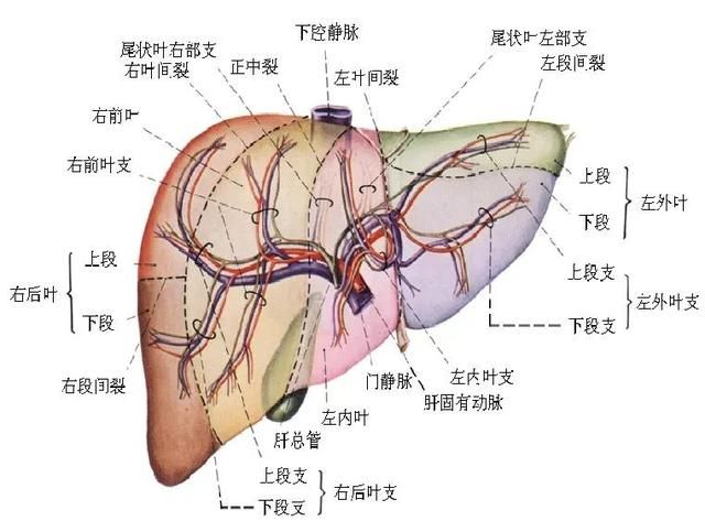 最全总结 | 肝脏的表面解剖及分叶分段，太赞了