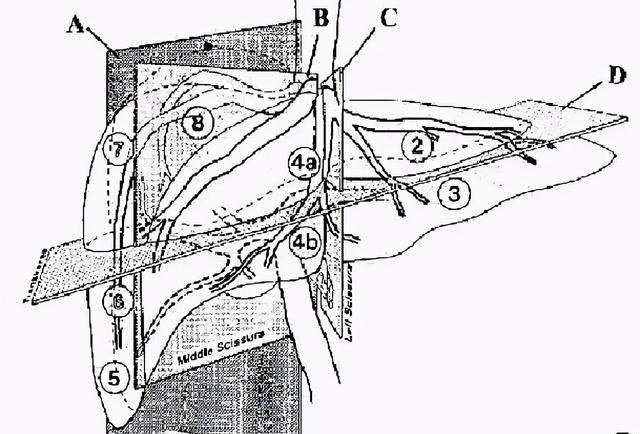 最全总结 | 肝脏的表面解剖及分叶分段，太赞了