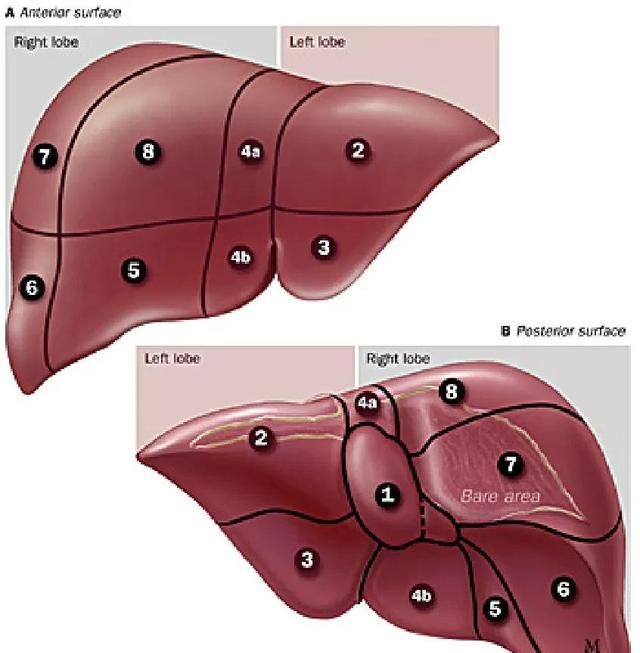 最全总结 | 肝脏的表面解剖及分叶分段，太赞了