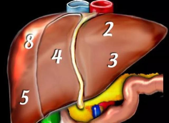 最全总结 | 肝脏的表面解剖及分叶分段，太赞了