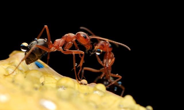 大自然中藏着很多秘密,那蚂蚁的秘密是什么图1