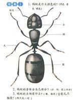 大自然中藏着很多秘密,那蚂蚁的秘密是什么图2