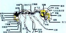 大自然中藏着很多秘密,那蚂蚁的秘密是什么图3