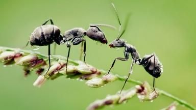 大自然中藏着很多秘密,那蚂蚁的秘密是什么图4