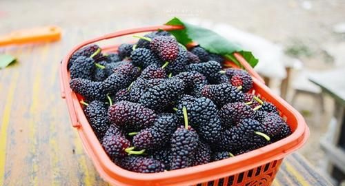 桑树上的桑葚有什么功效图5