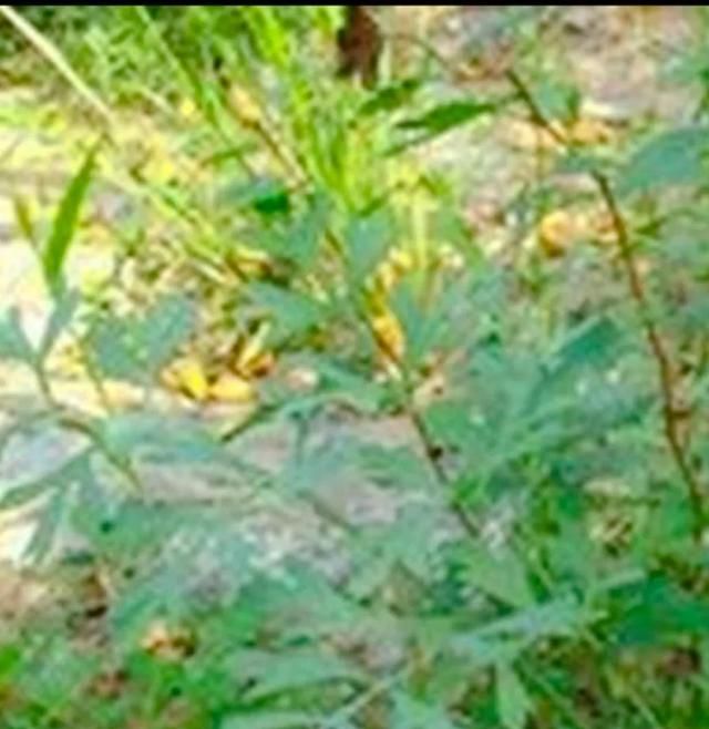 每日一味中药——防风