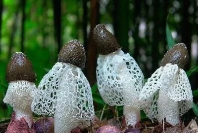 人工培育的菌类,哪种菌类最值钱呢图3