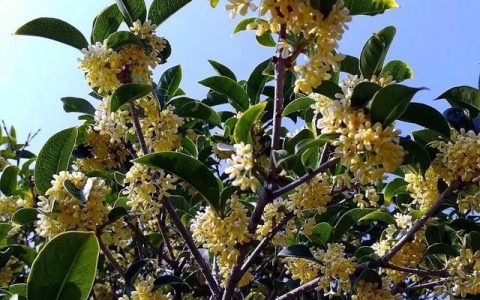 桂花树根歪了怎么办,桂花树根浇了50g硫酸亚铁多吗