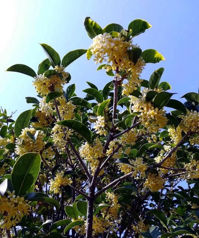 桂花树根歪了怎么办,桂花树根浇了50g硫酸亚铁多吗图1