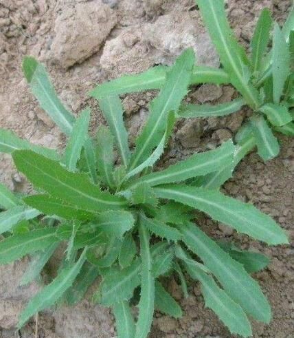 苣荬菜怎么做好吃(凉拌苣荬菜怎么做好吃)图4