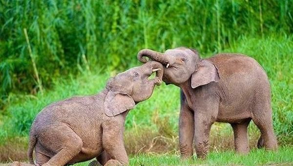 象牙到底有什么用处图2