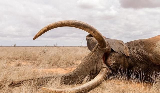 象牙到底有什么用处图4