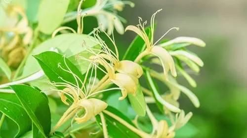 什么花可以泡水喝,什么花可以泡水喝清肺化痰图4